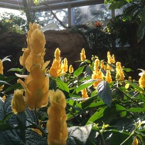 Meet your Posher, Skye